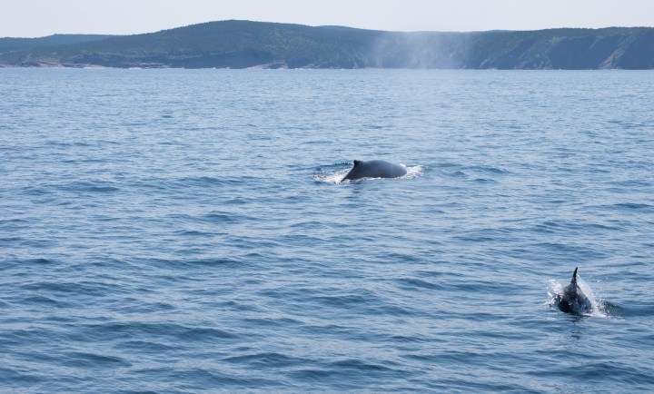Whale and Dolphin Friends