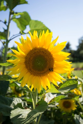 SunflowerandBee