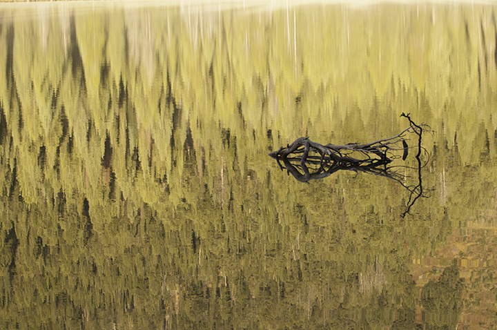 Driftwood Reflection