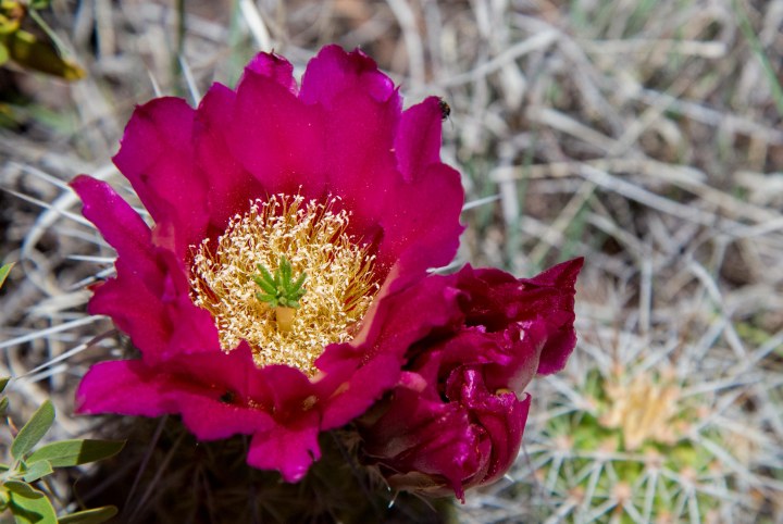 SedonaBlog (8 of 12)